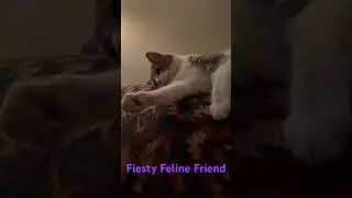 Feline Friend - Sometimes Wants To Play #trendingshorts #roadto2k #catlover #catvideos