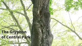 The Gryphon of Central Park