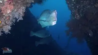 Bump Head Parrotfish