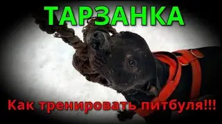 How to train a Pitbull! BUNGEON!!!