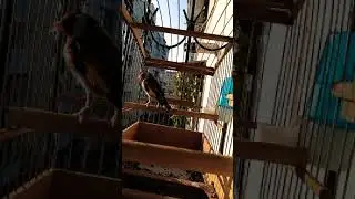 Городской охотник