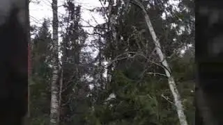 Сиреноголовый в нашем лесу!😰😰😖