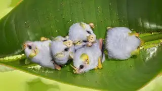 How Tent-Making Bats Adapted to Build Leafy Homes