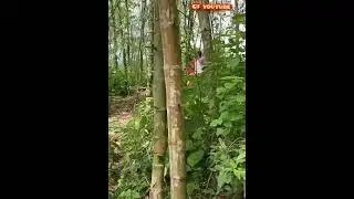 Cewe2 lagi nyari pisang panjang di kebun