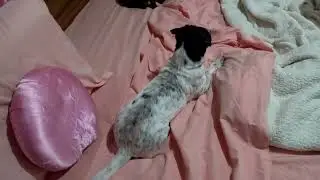 Você Não Vai Acreditar na Amizade Entre Estas Duas! 🐱🐶