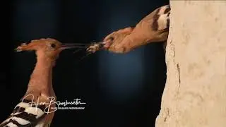 Hop vliegt uit final