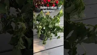 How to revive a wilted hydrangea 