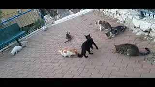 #кошки