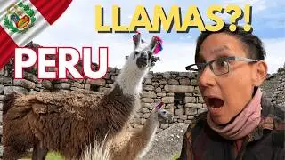 This Cusco Bus Tour Had LLAMAS?! 🦙🇵🇪”