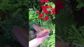 SlOW MOTION LOOK WHAT I FOUND IN SUMMER ? ELEPHANT HAWK MOTH ! #elephanthawkmoth What a treat ☀️