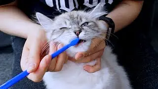 How To Brush Your Cat's Teeth Without Them Hating You After