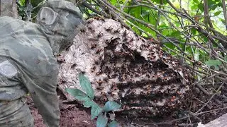 How to harvest wasp nests late in the 2024 season 🐝 | Tropical Forest Bees