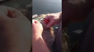 A man saved a swan from being caught in a net