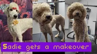 Standard Poodle | Matted | Smoothie | Best Poodle | Red Toes