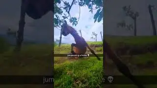 Poor hors 😂 #hors #animal #