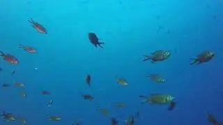underwater fish