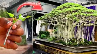 बोन्साई कलाकार कैसे बनाते बोना पेड़ ? ~ Bonsai Tree