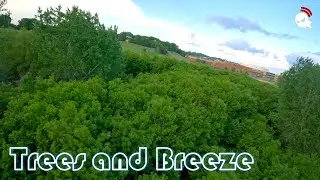 Trees and Breeze