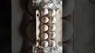Бресс Гальская.Непредвиденная инкубация. Приятный подарок