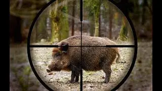 Топ 10 лучших выстрелов   охота на кабана 720p/boar hunting 720p
