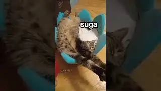 BTS as Cats - jungkook is so accurate