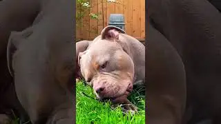 American Bully Most Loving Dog But Most Misunderstood💯 #americanbully#xlbully#pocketbully#shorts#yt