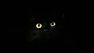 DNG Black Eyed Cat