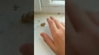 Lego Hamster Combat #эдит #minecraft #майнкрафт #шортс #бравлстарс #brawlstars #hamsterkombat #mem