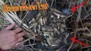 เปิดออกต้องตกใจ!! เยอะขนาดนี้เลยหรือ?? หาปลาข่อนยามหลุมปลา