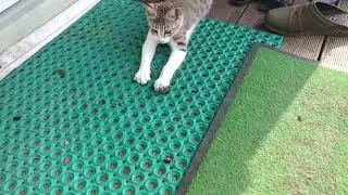 살쾡이