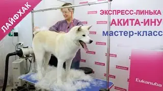Акита-ину. Лайфхак. Экспресс-линька за 2 часа! Мастер-класс.