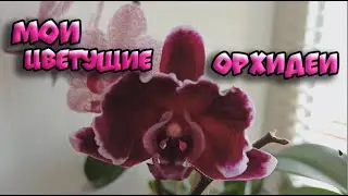 МОИ ЦВЕТУЩИЕ ОРХИДЕИ СЕГОДНЯ МАРТ 2022 | ОРХИДЕИ 164 |