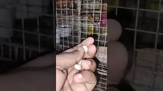 Finches unfertile eggs in my hand those eggs are useless 