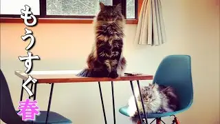 私達に触れて春の季節を感じ取る猫とうさぎの三姉妹弟/Cat's and rabbit's sister and brother sensing the spring season