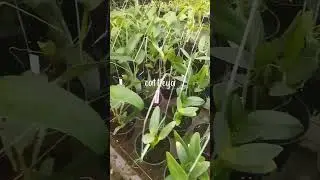 cattleya species