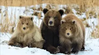 Шёл по лесу