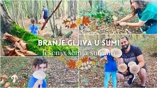 Mushroom hunting - Picking Parasol Mushrooms in the Forest | September Mushrooms