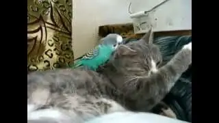 Приколы! Попугай не дает спать коту Смешная картинка)
