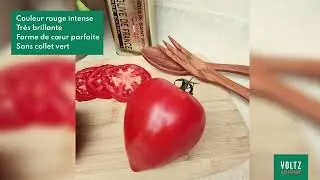 Tomate BELLACOEUR (GV 563115) F1 *