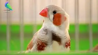 Beautiful Finches in the World || Beauty of Finch Bird || ফিন্স পাখির সৌন্দর্য || COLOR BIRD