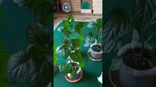 чем удобряю перец сейчас