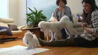 Penny and Bella First Meeting: Pup to Pup
