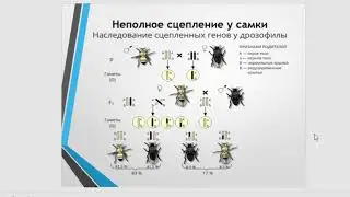 Лекция ФДП Сцепленное