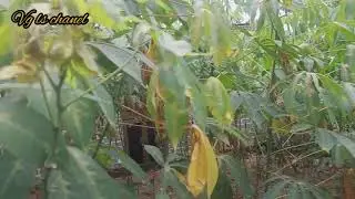 Hujan Dua Hari || Daun Singkang Menguning Dan Keriting