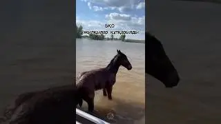Суга кеткен жылкылар #mz #horse #reels #лошади #атырау #актобе