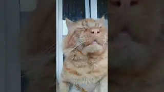 Мейн Кун. Кот Джокер.Любимка.