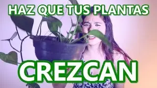 CÓMO HACER QUE TUS PLANTAS CREZCAN - Lupe La Constructora