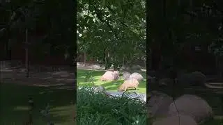 Милые капибары на прогулке..😍 #рекомендации #капибары