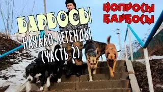 невыдуманные истории собак из приюта 