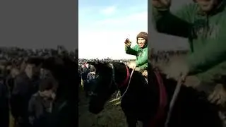 Бузкаши Зафаробод кобра
